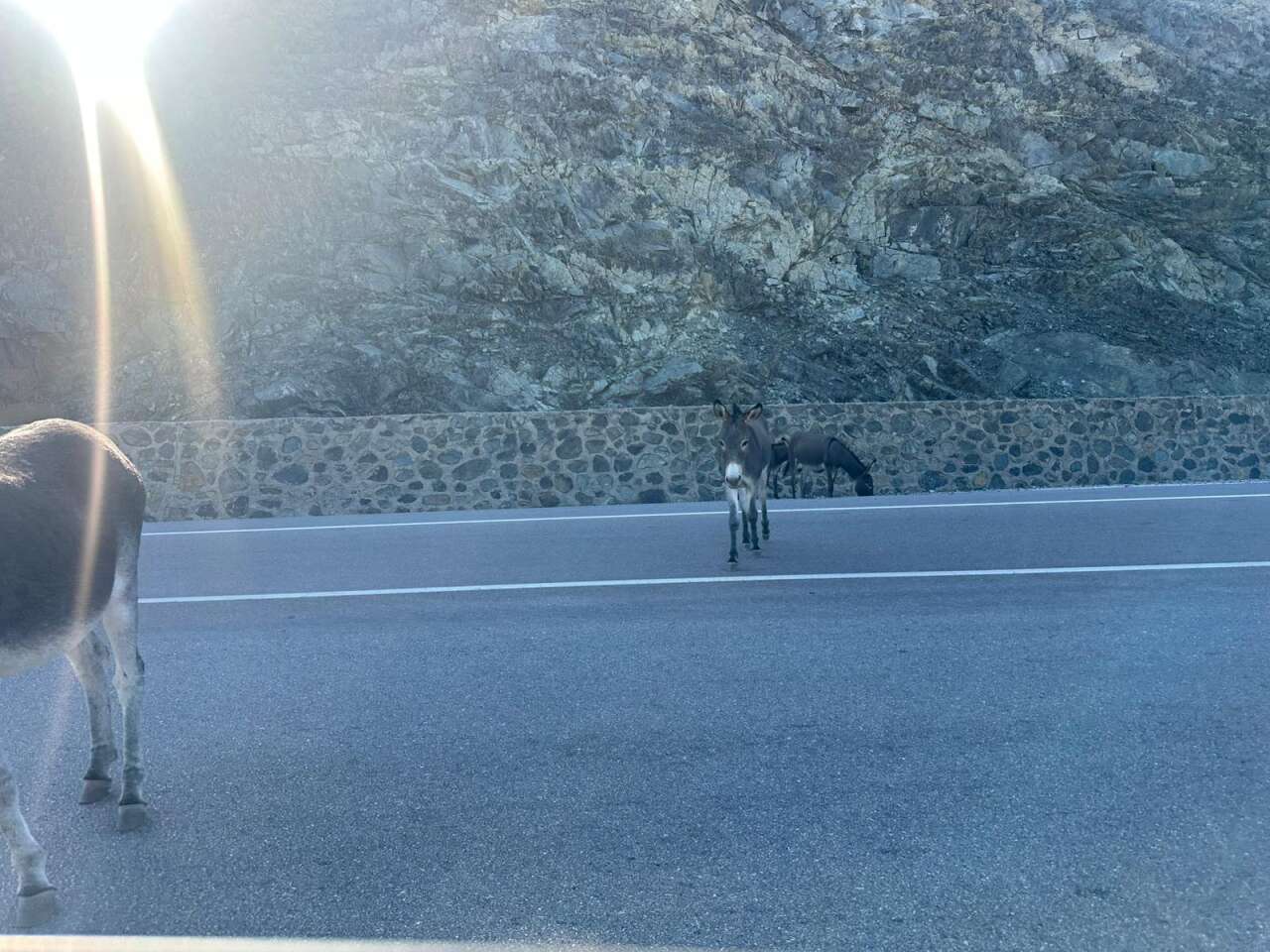 Marmaris-Datça Yolunda Başıboş Eşekler Tehlike Saçıyor 1